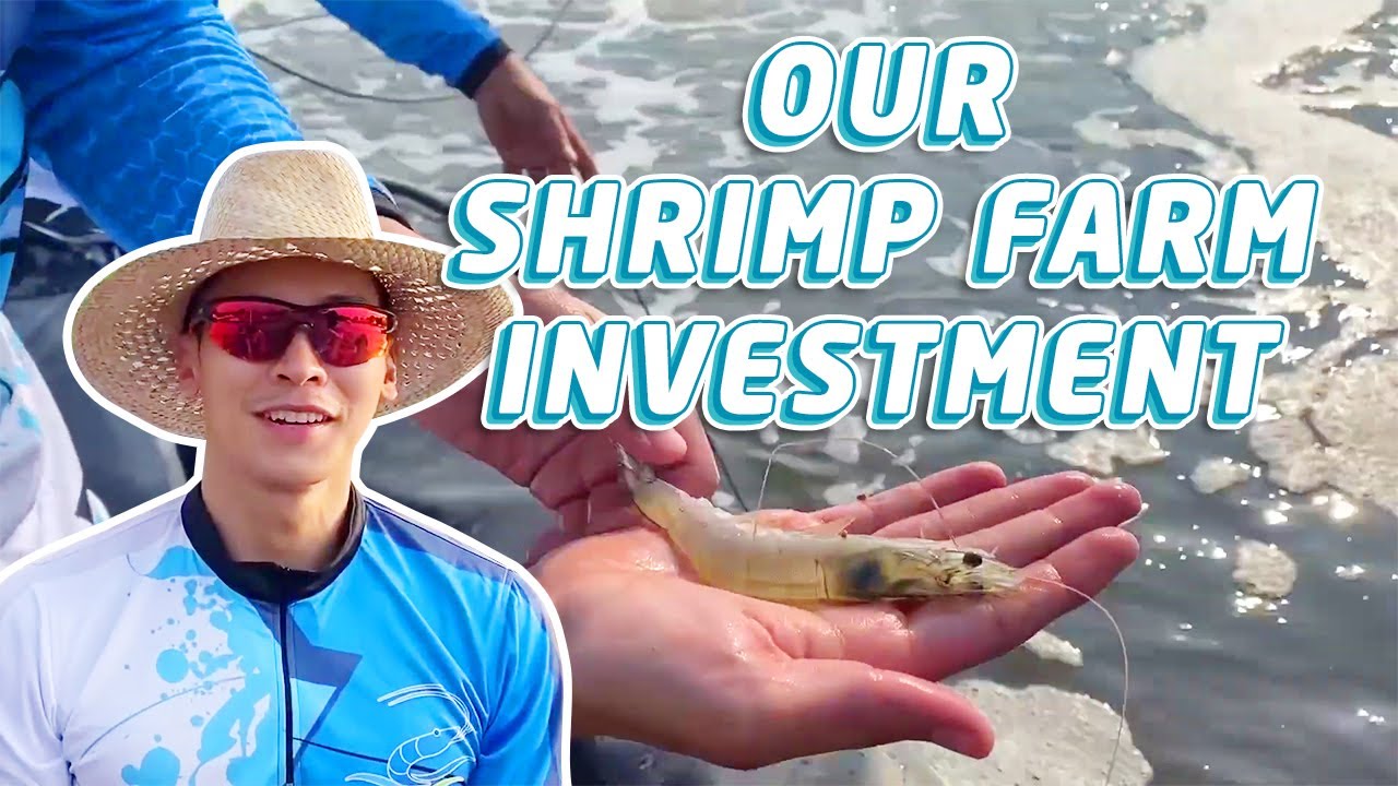 Palaya Shrimp Feature