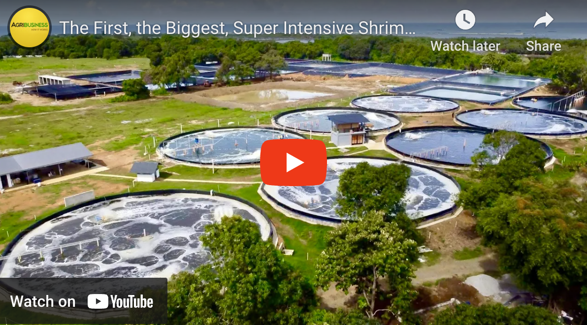 Palaya Shrimp Farm Coverage